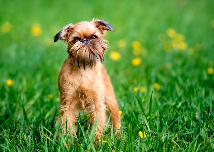 Photo of a Brussels Griffon dog in a green, flowery meadow