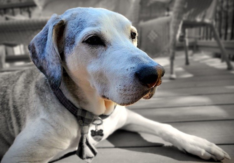 Photo of an older Labrador Retriever looking up while lying down