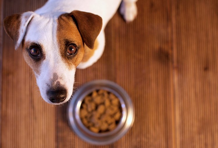Grain-free dog food heart problems