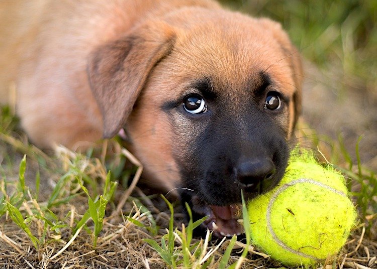 Photo of a really cute puppy with a tennis ball in their mouth